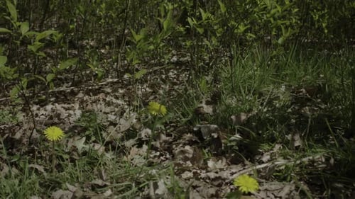 Close up shot of the Dandelion flowers grow in the wild at the spring season