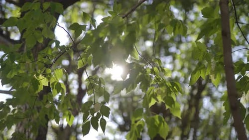 Thin Branch with Young Green Leaves in Glowing of Summer Sun