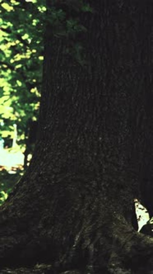 Tree Roots and Sunshine in a Green Forest