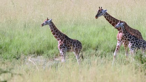 Giraffes walking in the great plains of Kenya grassland
