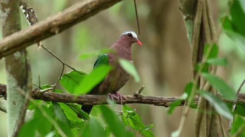 Natural habitat of the Common Asian Emerald Dove, Chalcophaps Indica; with beautiful exotic green pl