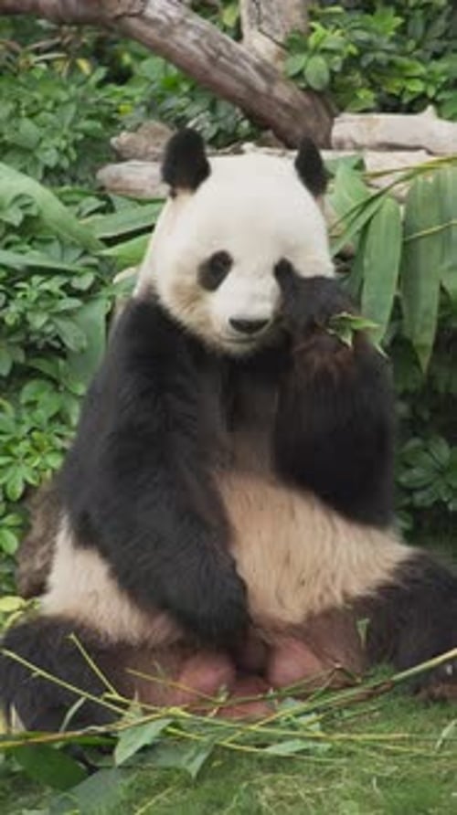 Adorable Panda Bear Eating Bamboo Shoots in Nature