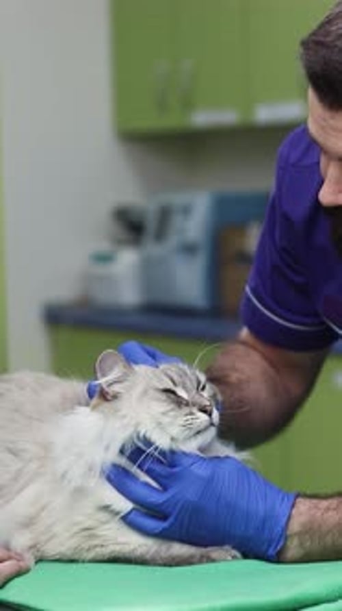 A Veterinarian is Thoroughly Examining a Cat at a Local Clinic for Its Health Checkup and Care