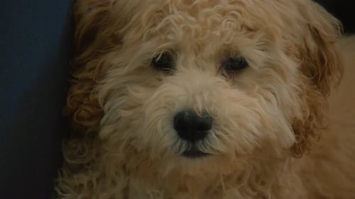 Curly Maltipoo dog looks at the camera and yawns