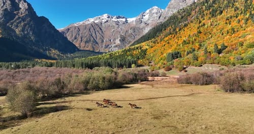 Horses Running Freely in Mountainous Landscape