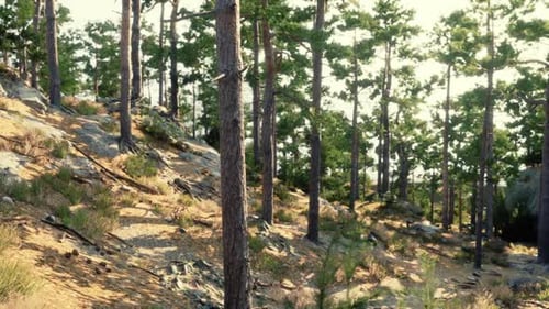 Exploring a Sunlit Forest Path Surrounded By Tall Pine Trees in Daylight