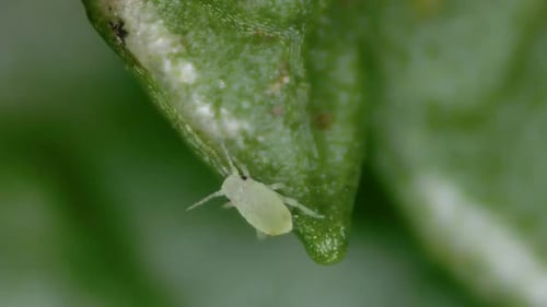 Microscopic Aphid Parasite Climbing On Green Cultivated Plant Leaf