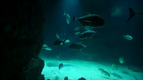 Large Group of Fish Swimming in Aquarium