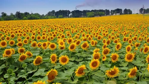 Sunflowers in summer evening day. A beautiful field of sunflowers on a hot summer day