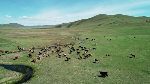 Luftaufnahme von Kühen beim Hüten und langsamen Gehen auf der grünen Wiese Schöner sonniger Tag