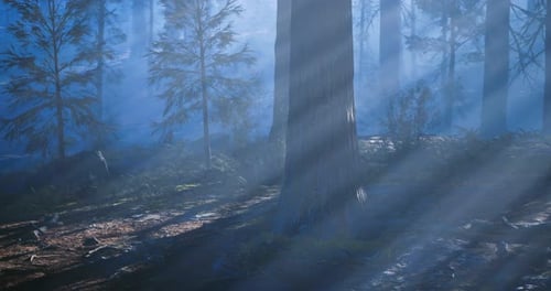 Mysterious Forest with Sunlight Streaming Through Misty Trees at Dawn