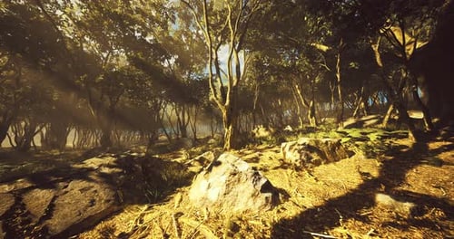Morning Light Filters Through a Lush Forest Creating a Serene Atmosphere