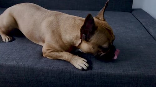 Bulldog Chewing Toy on Gray Sofa