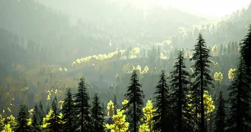 Lush Green Forest with Sunlight Filtering Through Trees in Autumn