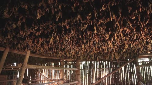 a tobacco plantation Tobacco Plantations a tobacco plantation Tobacco Plantations
