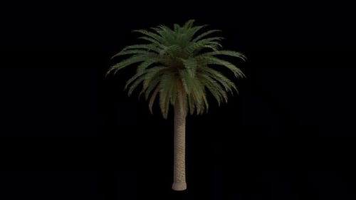 Canary Island Date Palm Tree blowing in the wind. Alpha Channel. Loop Animation