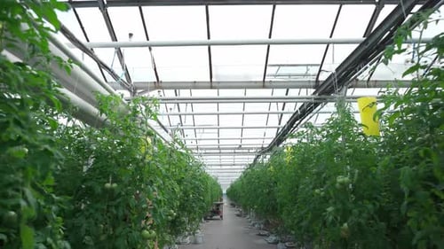 Tomato Plants Growing Inside a Large Greenhouse