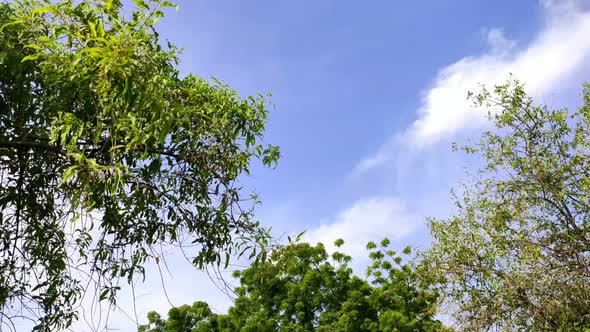 Three haff tree low Angel view of sky including of tree branches and ...