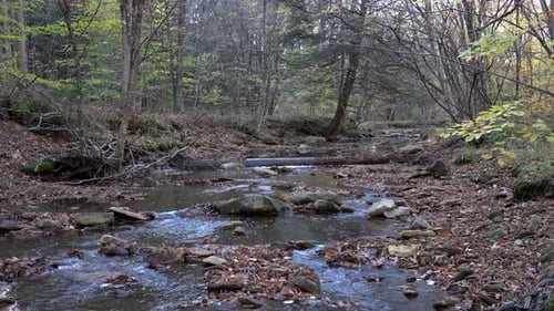 A small stream flowing through the forest on a cool autumn day in the mountains.