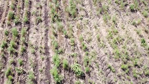 Blue Tractor O.A. Planting Canola On No Till Field