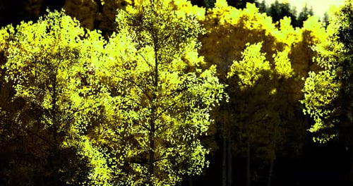 Feuillage jaune vif dans une forêt sereine pendant la saison d'automne