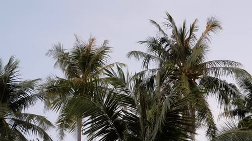 Palm trees and blue sky in Indonesia - camera tilting up