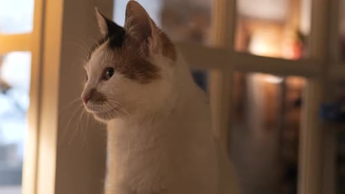 Cute House Domestic Cat Rescued Street Cats in Shelter Cat Cafe Pet Rental