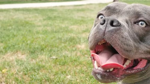 Big smiling dog panting and winking