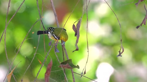 Vibrant Common Finch Perched Delicately Among Symphony of Hanging