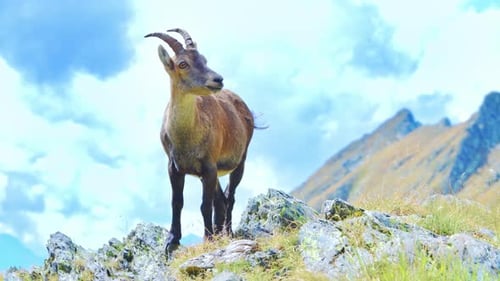 Steinbock In Den Bergen