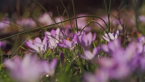 Flowering Crocus Spring Flowers