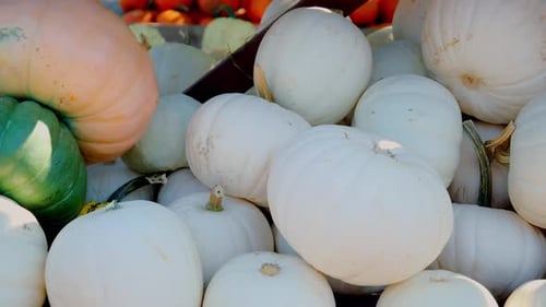 Pumpkin Harvest of Various Pumpkins White Shapes and Sizes on the Farm Counter on Sunny Day Move