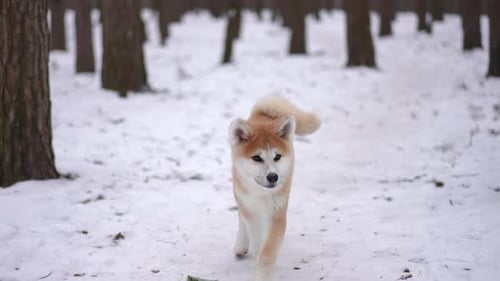 Front View Cheerful Furry Dog Running on Snow to Camera and Leaving in Slow Motion Portrait of Cute
