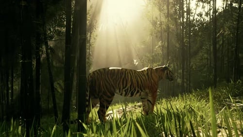Amidst the Dense Bamboo a Tiger Remains Motionless Searching for Its Next Meal