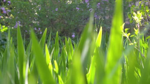 Slow pull-out shot of vibrant green grass with purple flowers in the garden