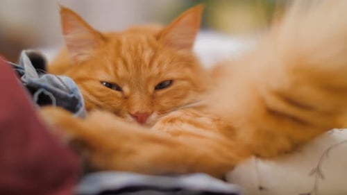 Ginger Cat Sleeps on Pile of Crumpled Clothes