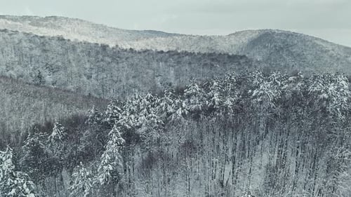 Aerial Drone View of Snow Covered Forest in Winter
