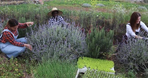 Farmers Harvest Lavender Plants in Rural Field