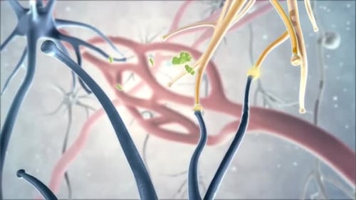 Lebendige Neuronen, die in einem komplexen neuronalen Netzwerk interagieren