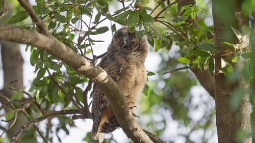 A long-eared owl owlet