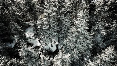 A Tranquil Winter Wonderland in a Snowcovered Forest