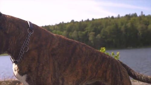 jouant avec un jeune chien boxer curieux au bord d'un lac