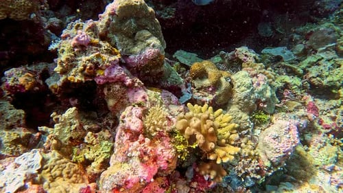 Sponges and corals on a tropical reef off the coast of Sulawesi, Indonesia.