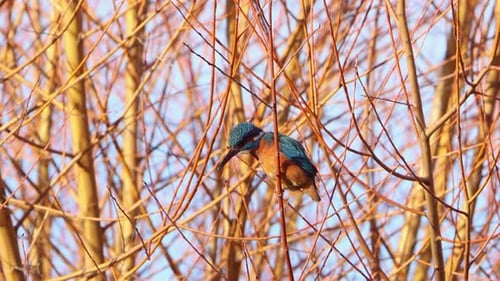Un martin-pêcheur, Alcedo atthis, perché dans un arbre au-dessus d'un étang au milieu de l'hiver. Angleterre.
Royaume-Uni