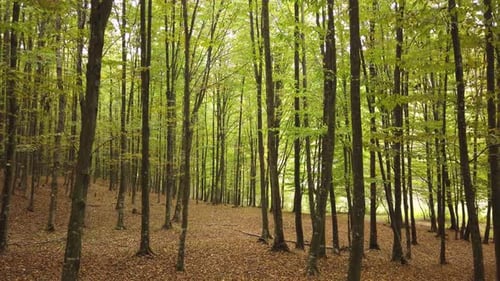 Beautiful autumn forest walk, rural scene on fall season. Walking on a beautiful day in nature.