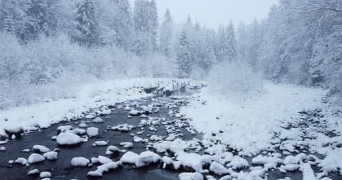 Winter Wonderland Forest Trees Woodland Scenery Outdoors