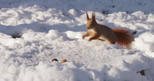A forest squirrel picks up nuts from a tree stump covered in snow in winter.