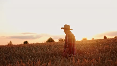 Ageing farmer in a straw hat goes though the beautiful field of wheat.