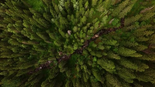 Aerial View of Green Summer Forest with Spruce and Pine Trees