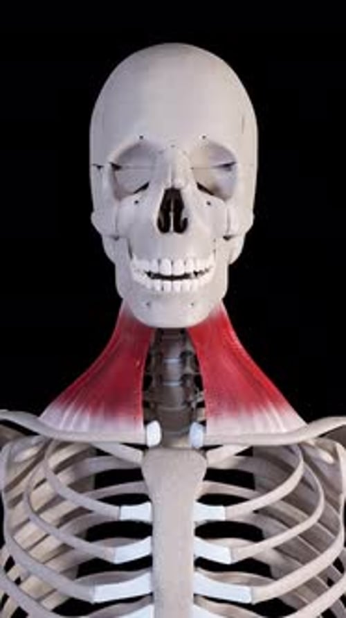 Platysma Muscle Movement Front View Vertical Video